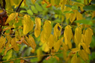 Close-up of yellow leaves