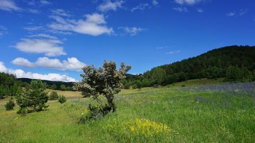 Trees on field against blue sky