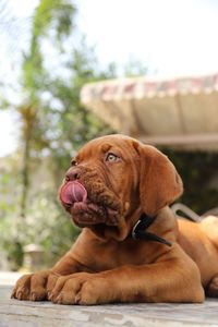 Close-up of a dog looking away