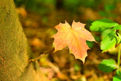 Close-up of maple leaves on plant