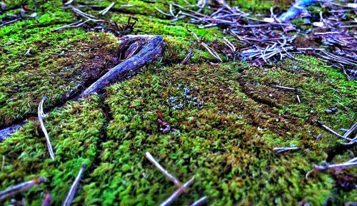 Tree trunk in forest