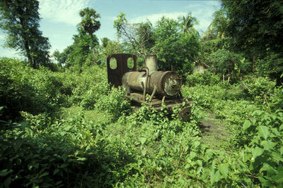 Abandoned train amidst trees