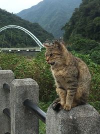 Cat sitting on a mountain