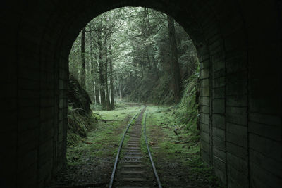 Railroad tracks in forest