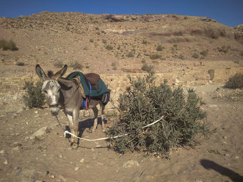 View of a horse on field