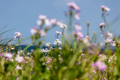 Close-up of lavender flowers on land