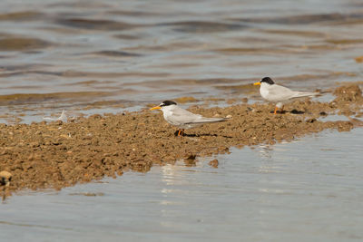 Seagulls on beach