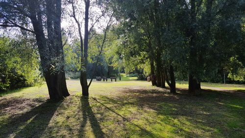 Trees in park