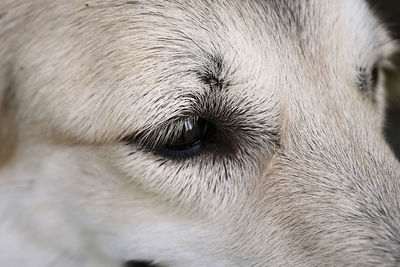 Close-up of dog eye