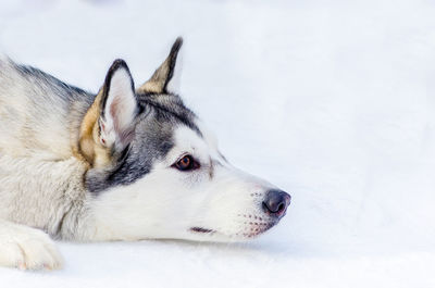 Dog looking away in snow