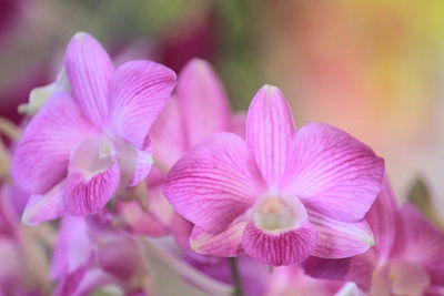 Dendrobium flower color is very diverse