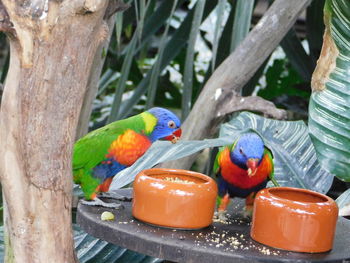 View of birds perching on tree