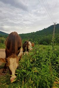 View of a horse on field