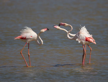 Close-up of flamingos perching on lake