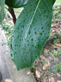 Close-up of raindrops on leaf