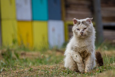Portrait of a cat on field