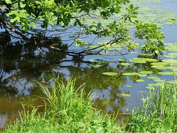Reflection of trees in lake