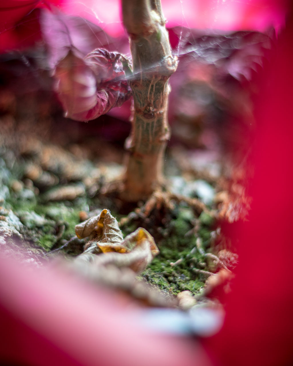 CLOSE-UP OF MUSHROOM ON ROCK