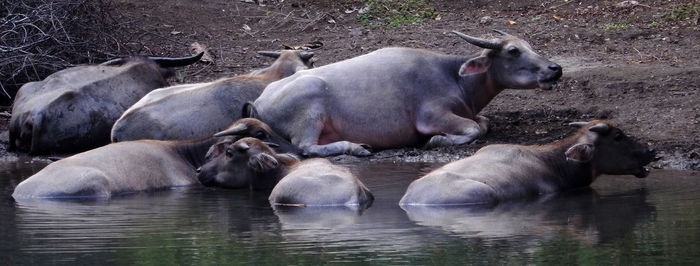 Sheep relaxing in lake