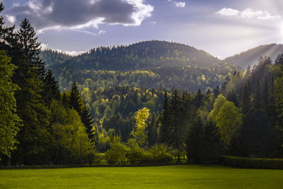 Scenic view of pine trees and mountains against sky
