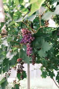 Close-up of berries growing on plant