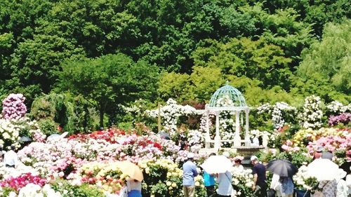 Flowering plants and trees by building