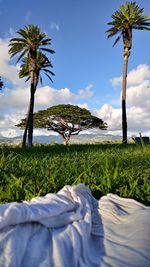 Scenic view of palm trees by sea against sky