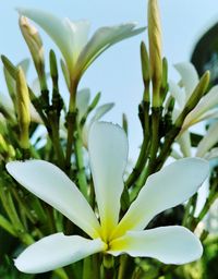 Close-up of white flowering plant