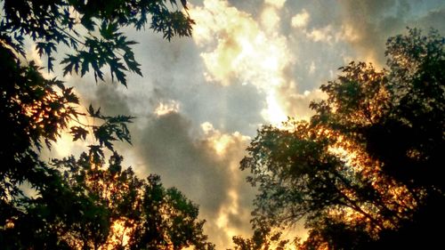 Low angle view of trees against cloudy sky