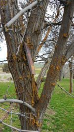 Trees on field