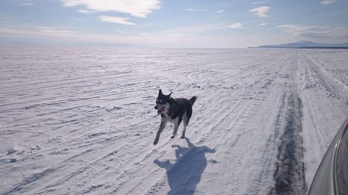 Dog on snow against sky