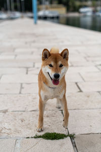 Portrait of dog standing on footpath