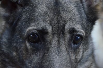 Close-up portrait of dog