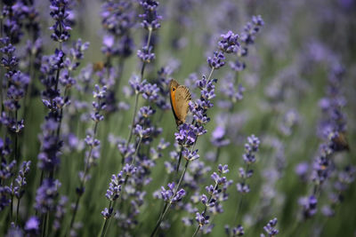 Butterfly pollinating on purple flower