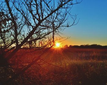 Silhouette of trees on landscape at sunset