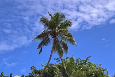 Low angle view of palm tree against blue sky