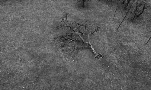 High angle view of lizard