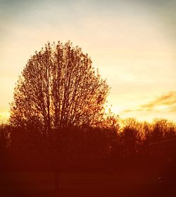 Trees against sky at sunset