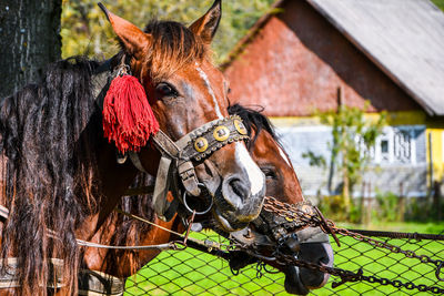 Horse head with traditional harness. carriage horses. horse portrait
