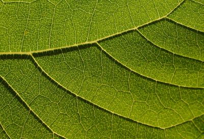 Full frame shot of leaf