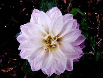 Close-up of pink flower