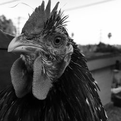 Close-up of rooster