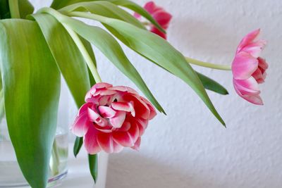 Close-up of pink roses blooming indoors