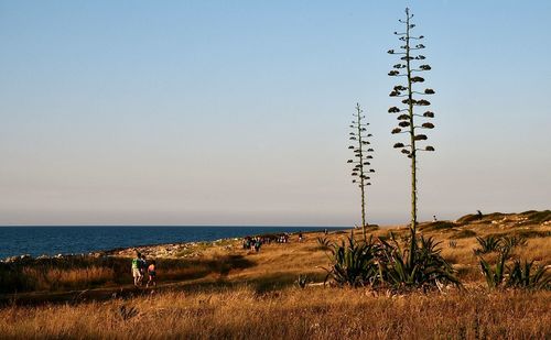 Plants growing on beach against clear sky