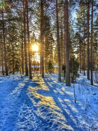 Snow covered trees in forest