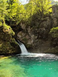 Scenic view of waterfall in forest