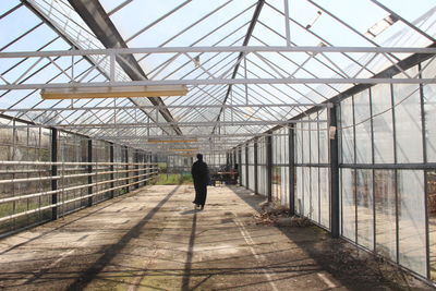 Rear view of women walking in greenhouse