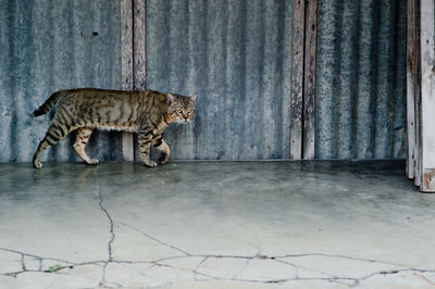 Side view of cat walking against wall