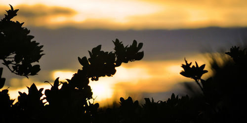 Silhouette trees against sky during sunset