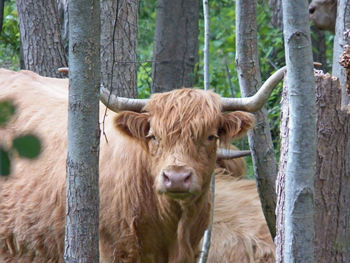 Cows in a farm